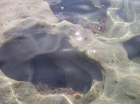 pure vortex water