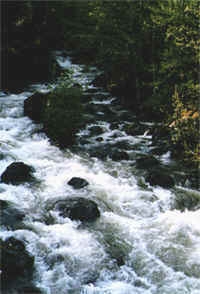Water is a living organism!