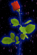 wild_rose